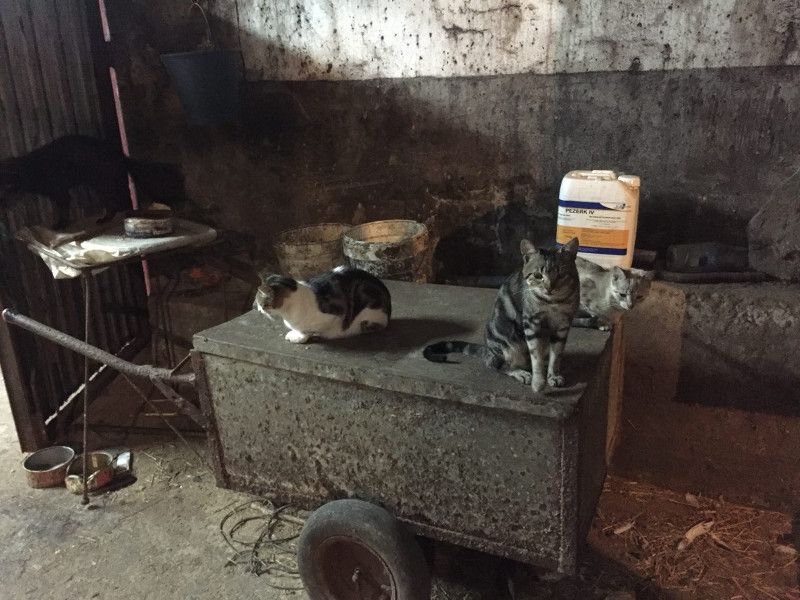 Gatos en la cuadra de mi pueblo
