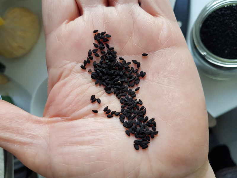 la semilla de nigella sativa