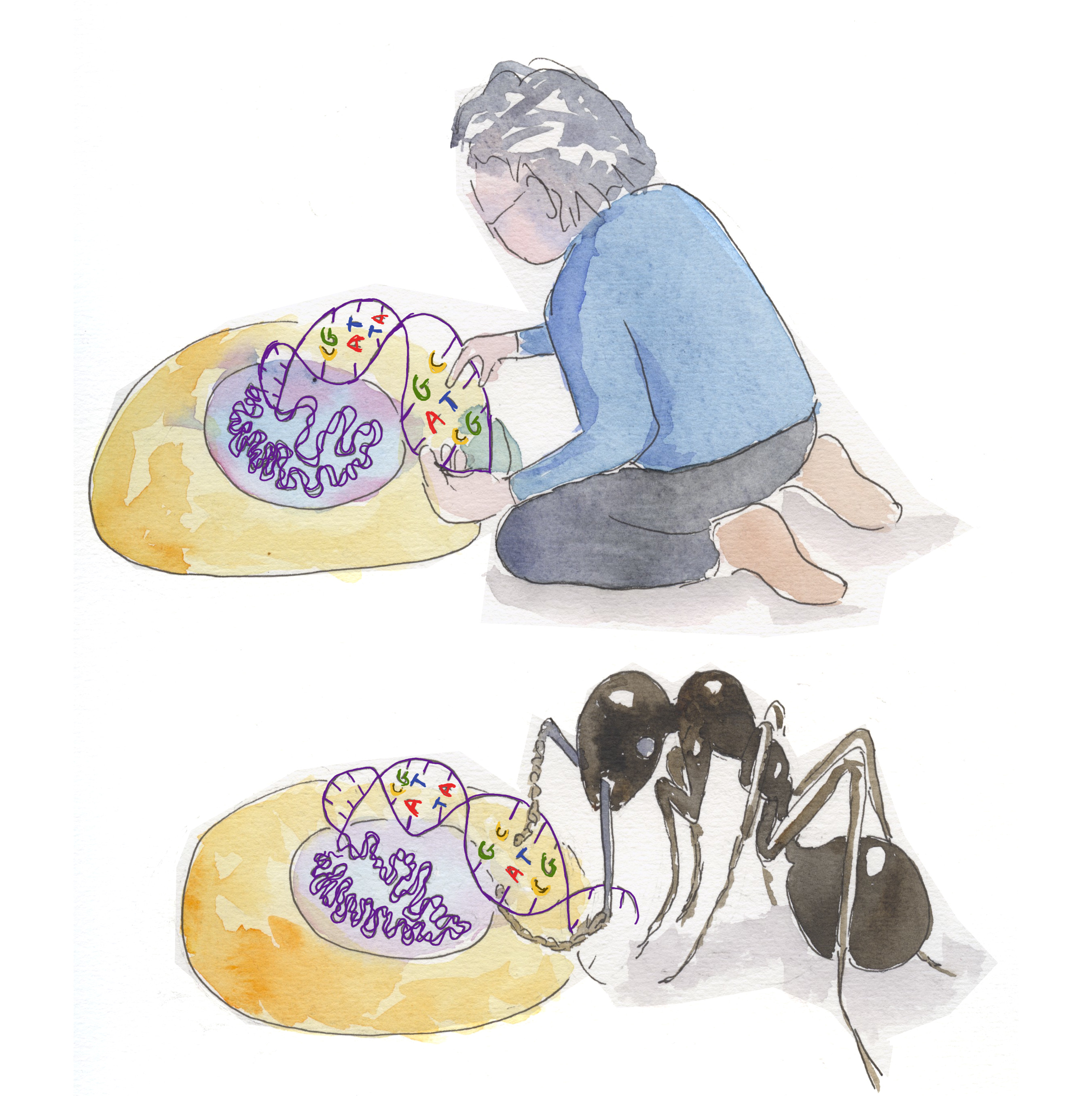 06ants dna