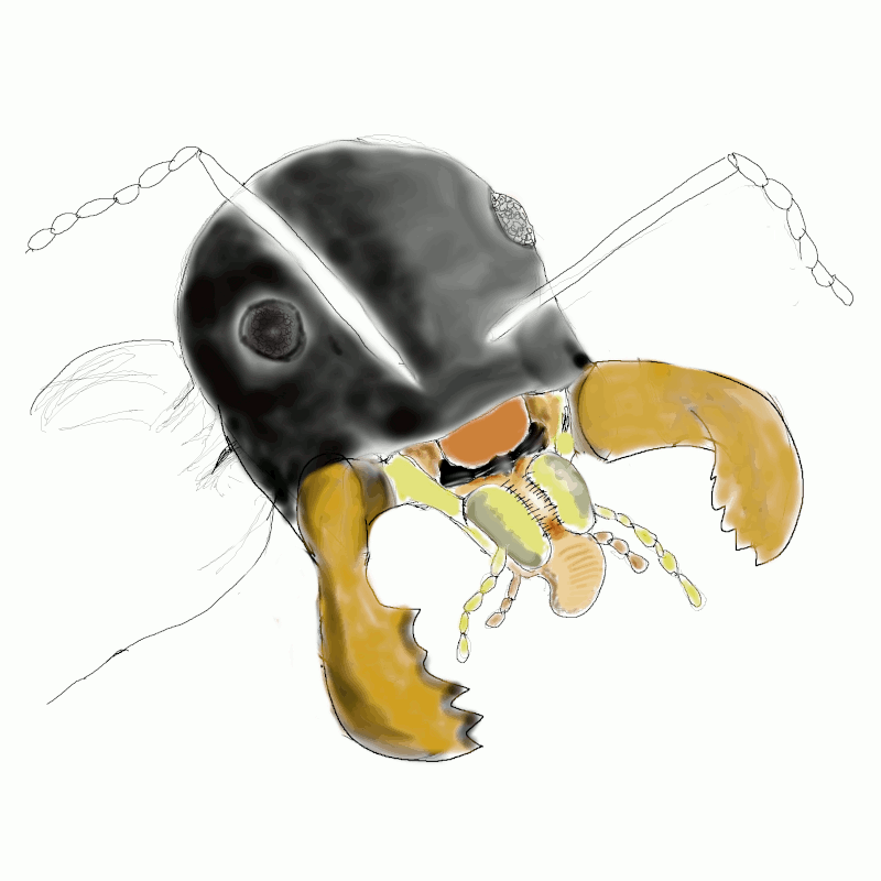 piezas de la boca de una hormiga. Animación