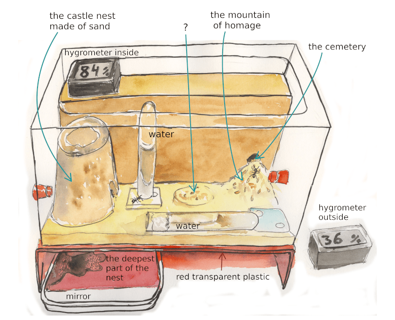 la caja hormiguero
