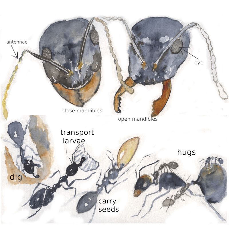 la cabeza de las hormigas, función de las mandibles
