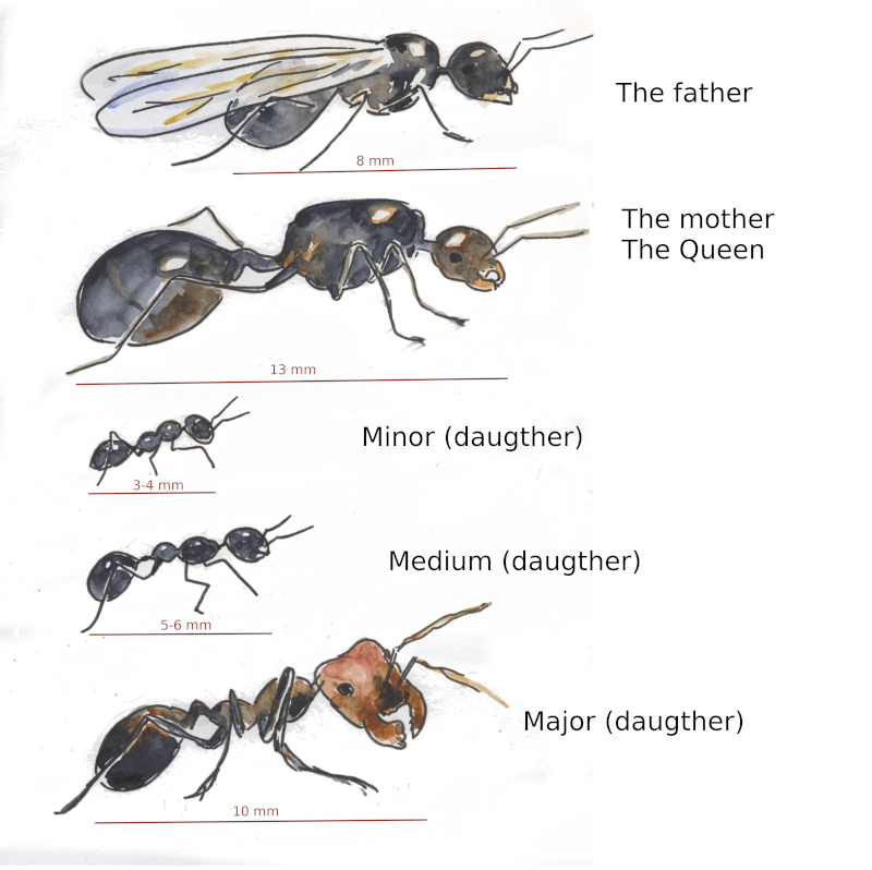 la familia de las hormigas messor barbarus
