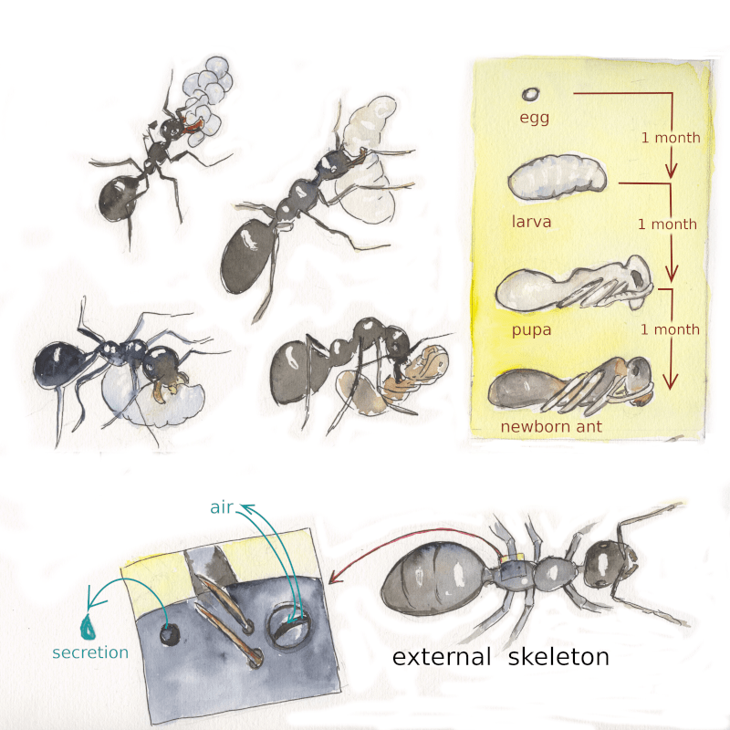el exoesqueleto de las hormigas