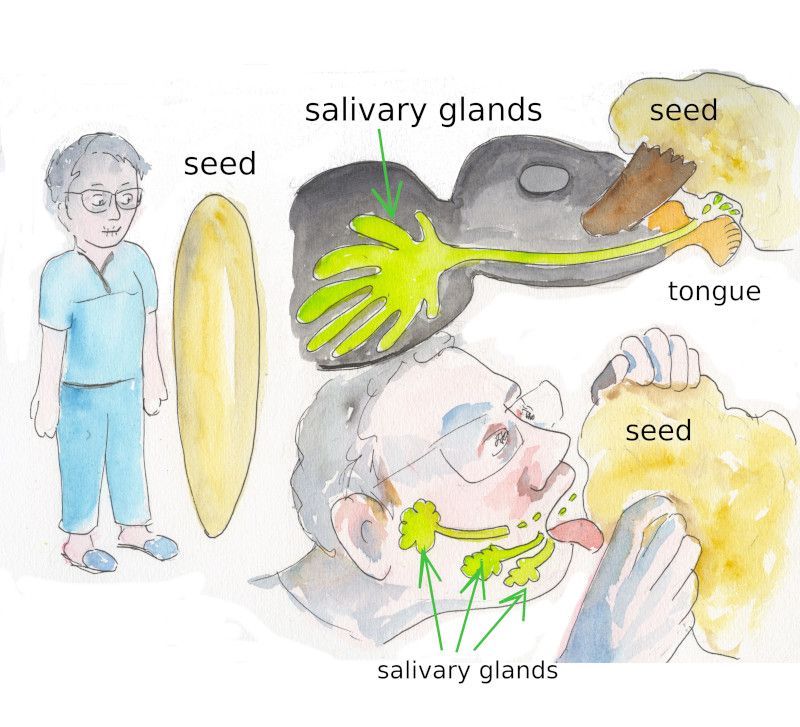 la saliva para disolver las semillas