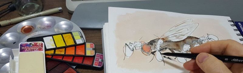 Dibujando hormigas