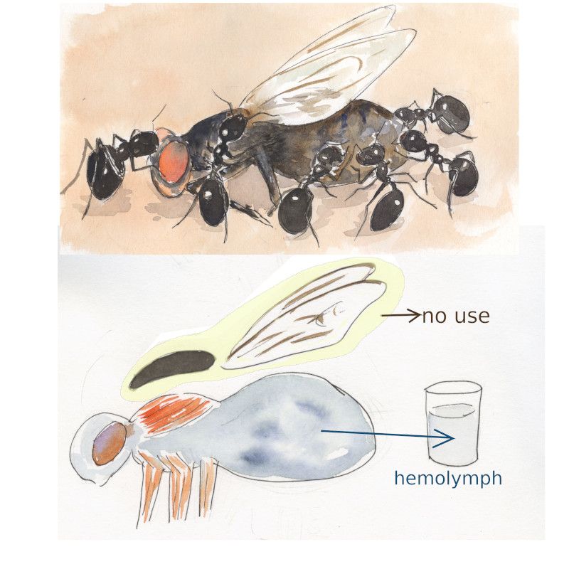 el despieze de la mosca