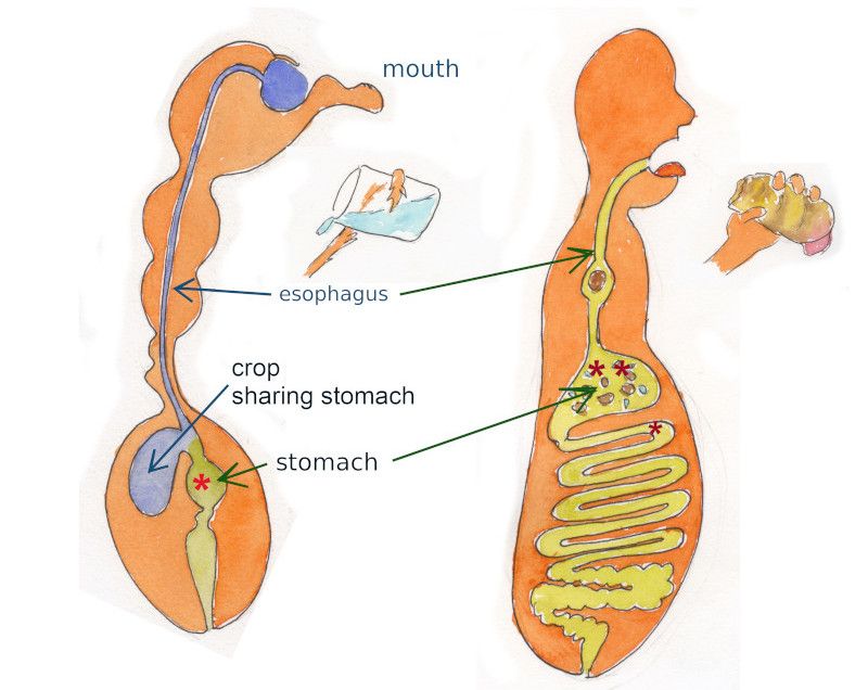 aparatos digestivos de hormiga y hombre