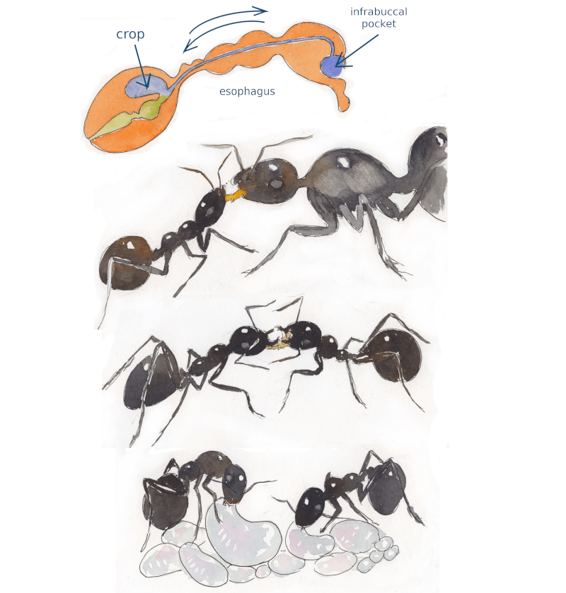 trofalaxia