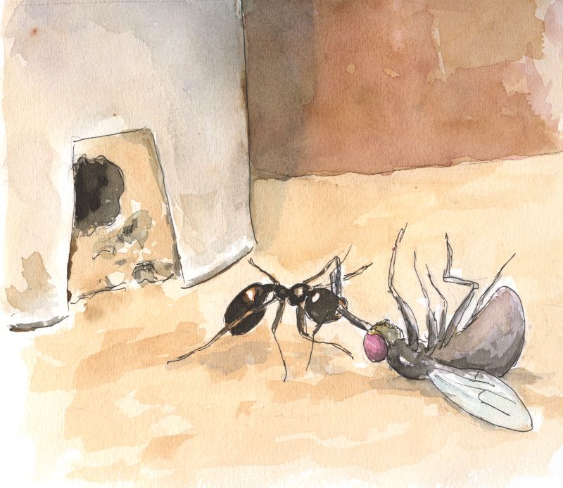 hormiga llevando mosca a casa