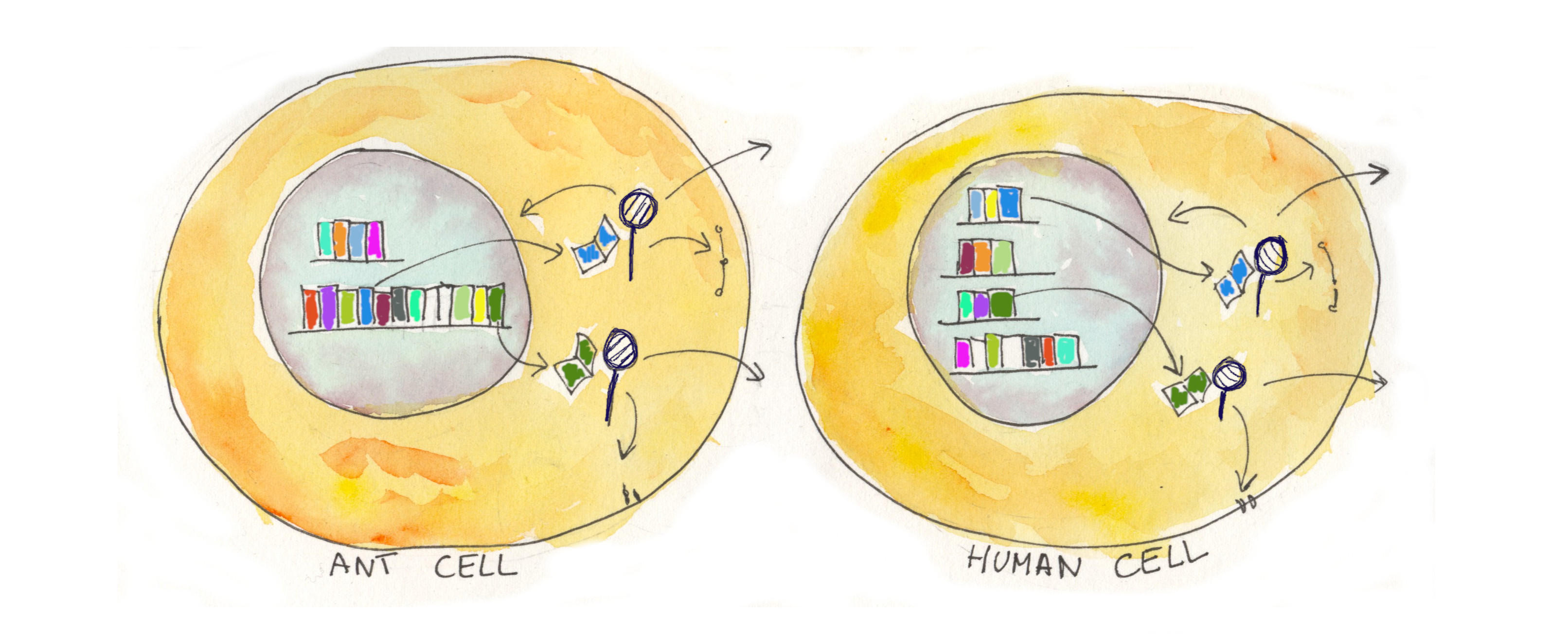 07a ant cells