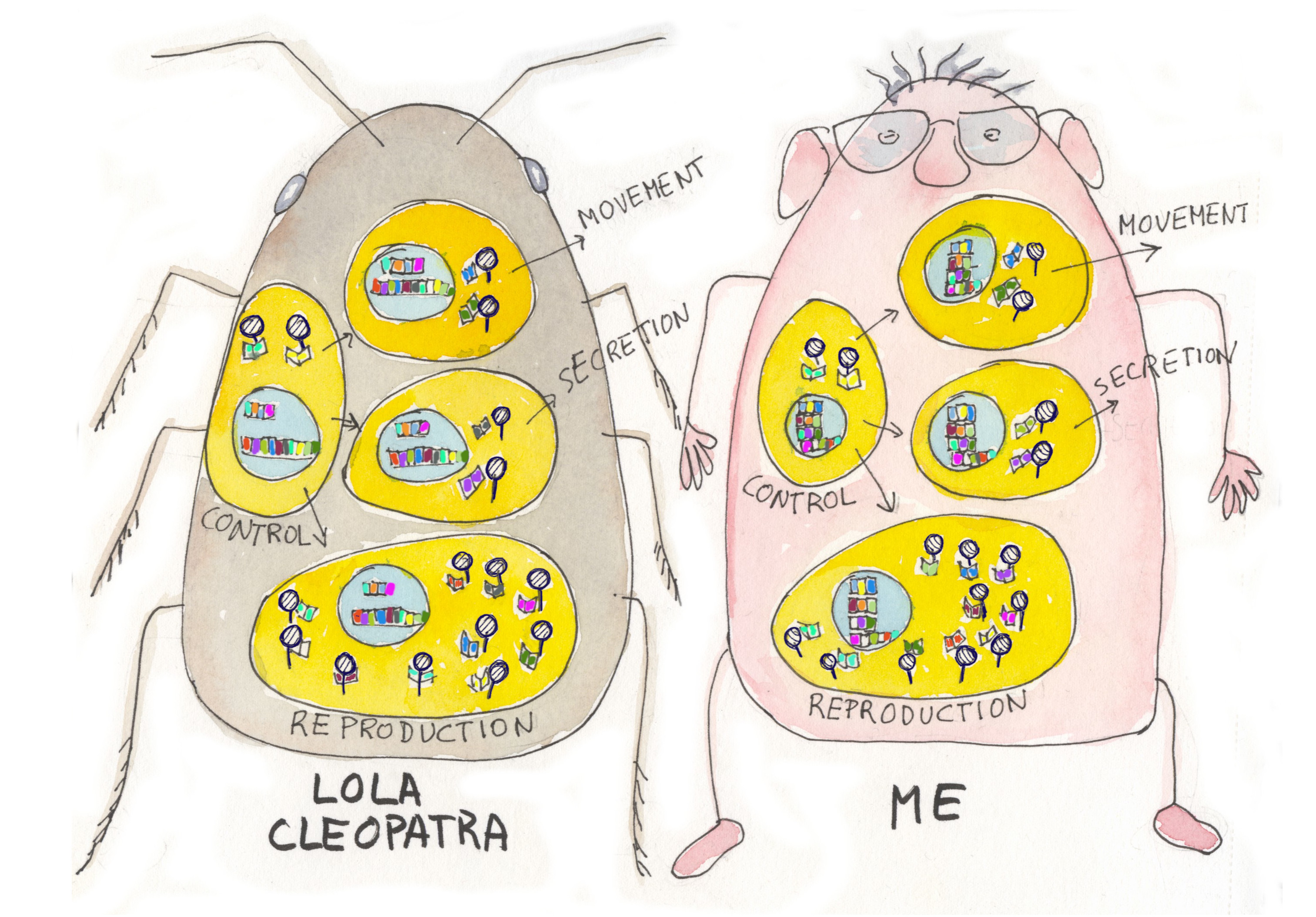 07b ant cells