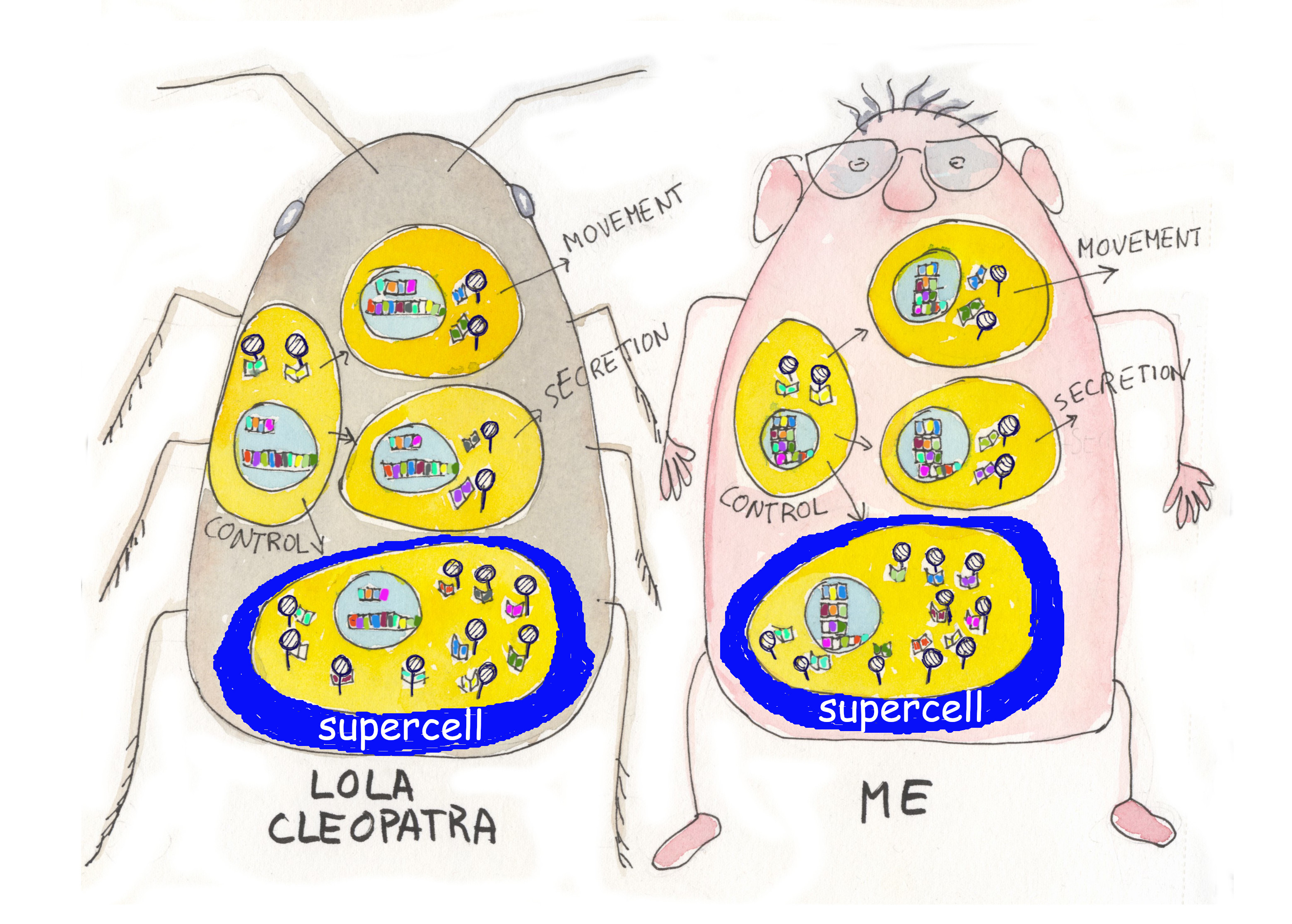 07c ant cells