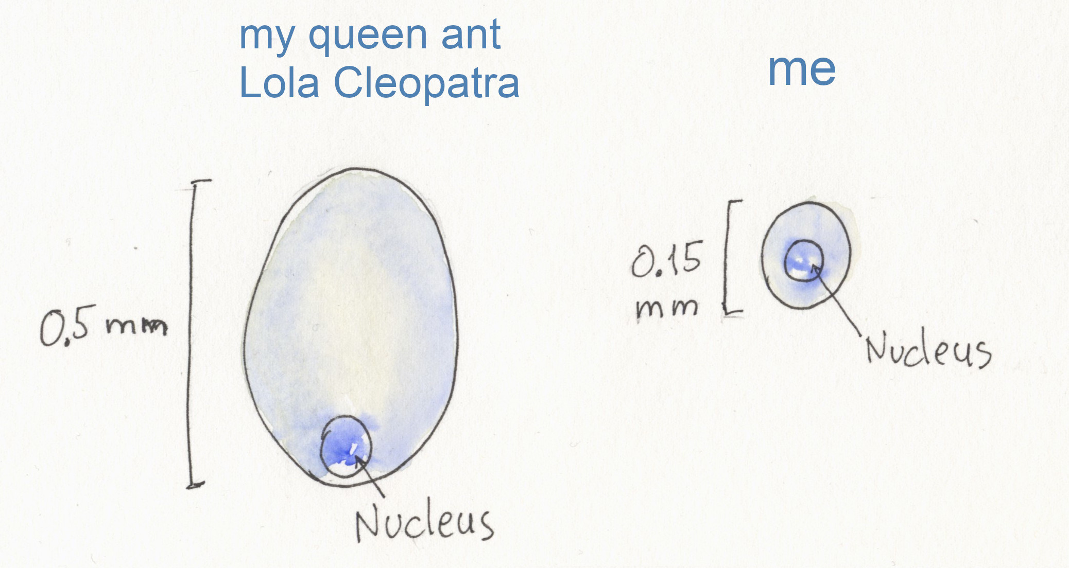 08a ant beginning