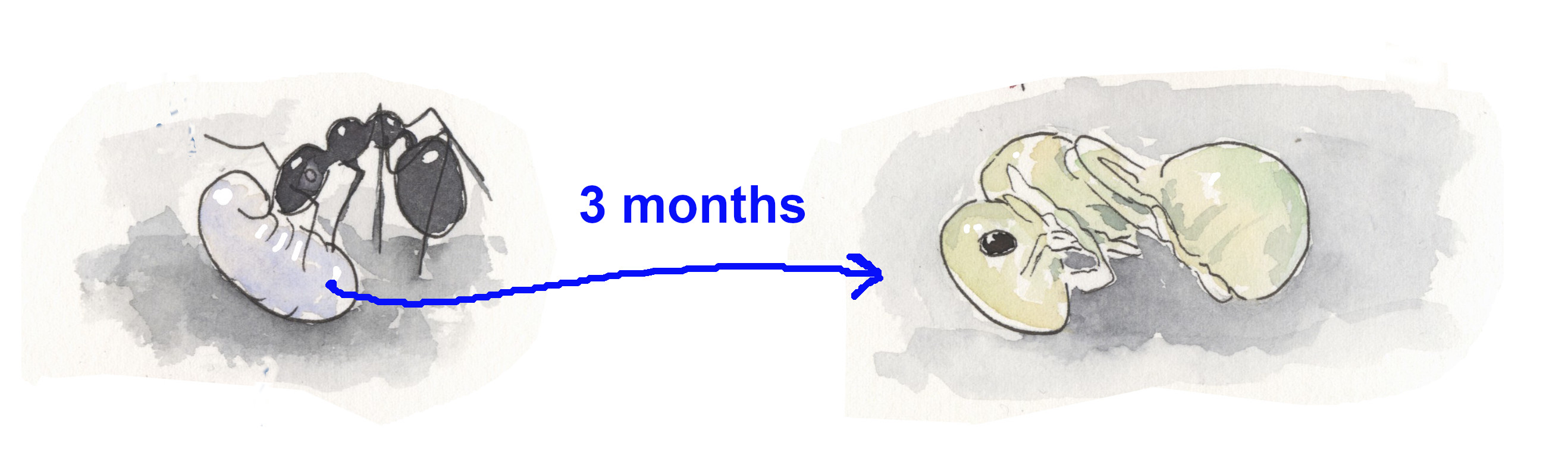 09a ant beginning2