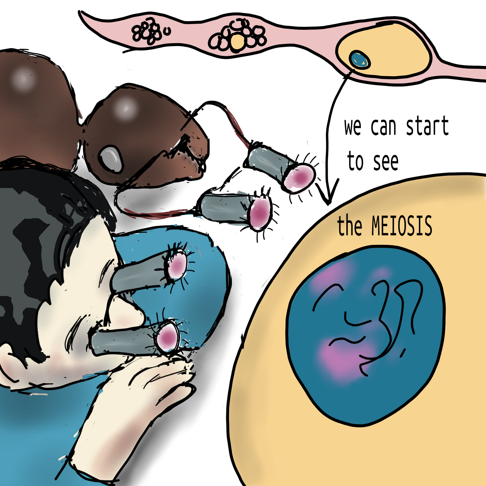26 meiosis 0 3