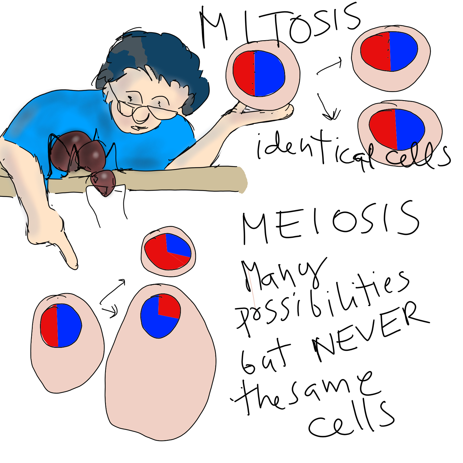 27 meiosis 1 6