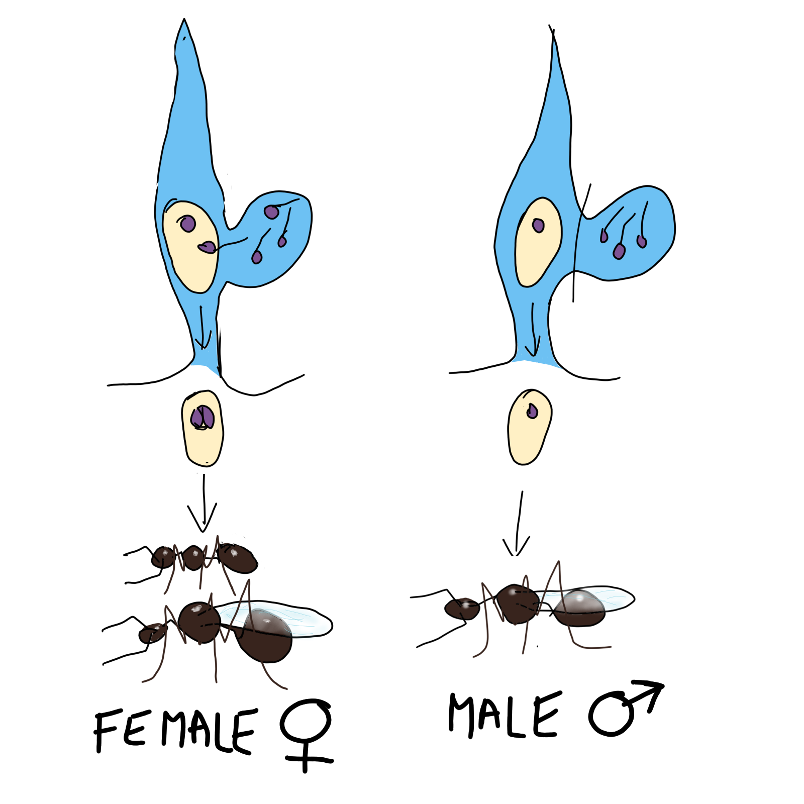 28 meiosis 1 91