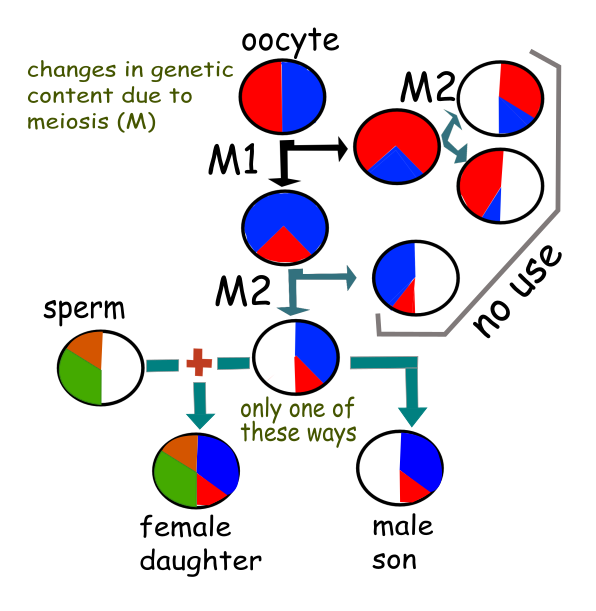 29 meiosis 1 92b