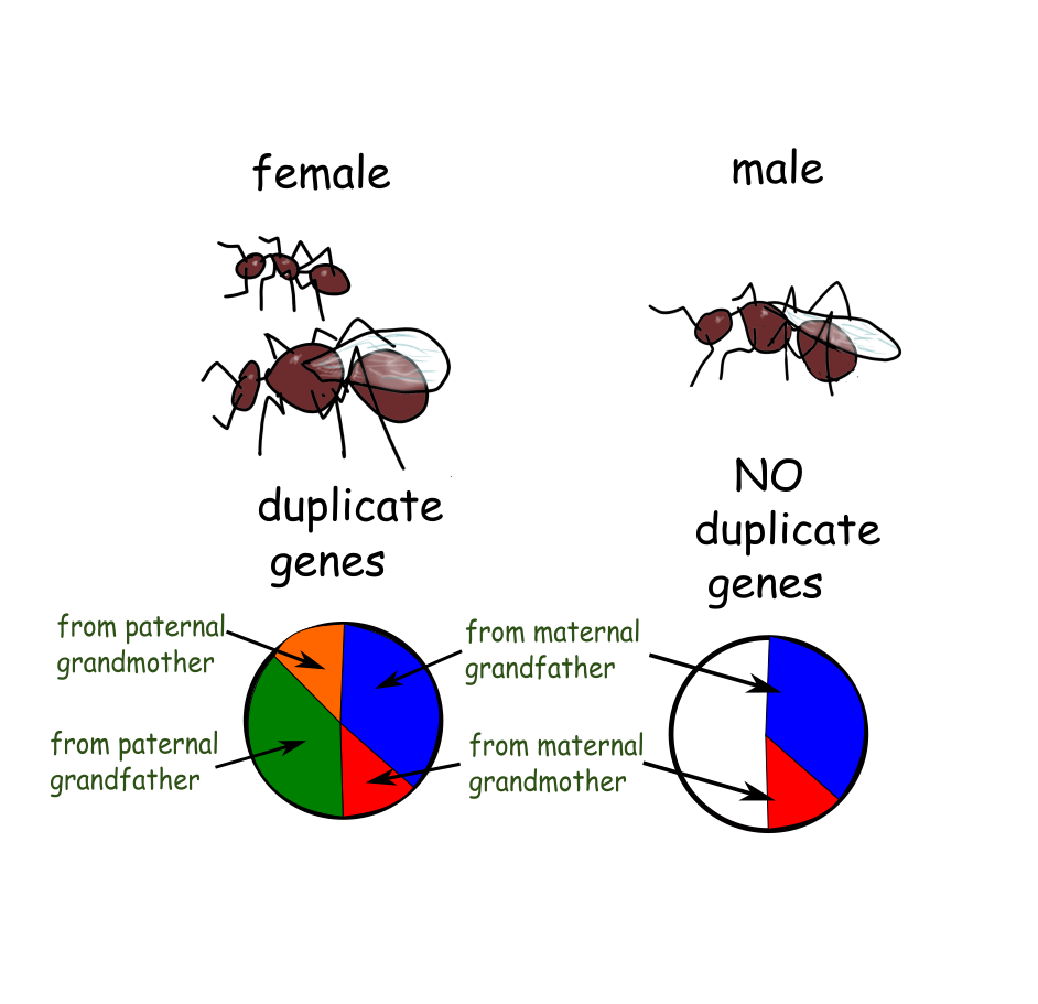 30 meiosis 1 93b