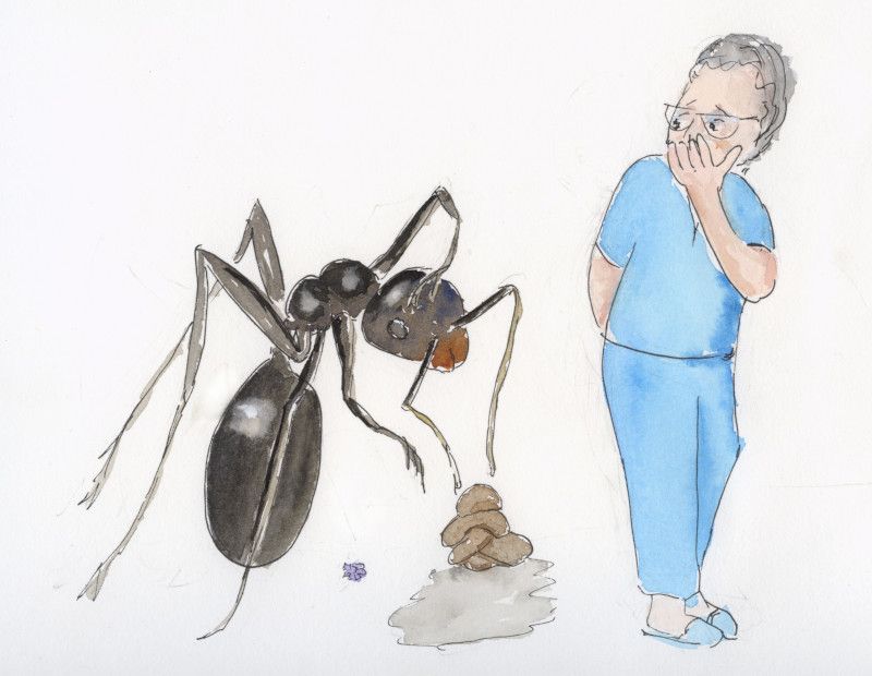 verguenza hormiga