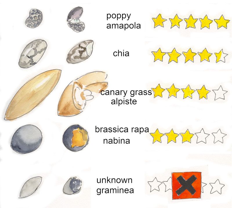 seed preference of my ants 